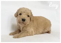 Lucy, a female Labradoodle for sale in Mission, TX – 3 of 5