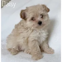 Daisy, a female Pomapoo for sale in Mission, TX – 1 of 5