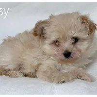 Daisy, a female Pomapoo for sale in Mission, TX – 2 of 5