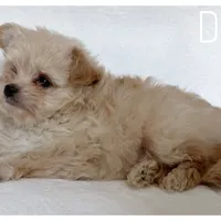 Daisy, a female Pomapoo for sale in Mission, TX – 3 of 5