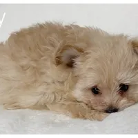 Daisy, a female Pomapoo for sale in Mission, TX – 4 of 5