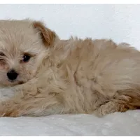 Daisy, a female Pomapoo for sale in Mission, TX – 5 of 5