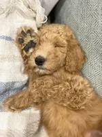 Max, a male Labradoodle for sale in Mission, TX – Photo 8 of 10