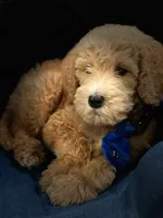 Max, a male Labradoodle for sale in Mission, TX – Photo 5 of 10