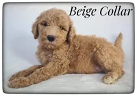 Beige Collar, a female Labradoodle for sale in Mission, TX – Photo 6 of 8