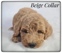 Beige Collar, a female Labradoodle for sale in Mission, TX – Photo 1 of 8