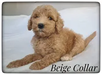 Beige Collar, a female Labradoodle for sale in Mission, TX – Photo 3 of 8