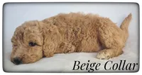 Beige Collar, a female Labradoodle for sale in Mission, TX – Photo 5 of 8