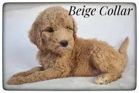 Beige Collar, a female Labradoodle for sale in Mission, TX – Photo 2 of 8