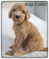Beige Collar, a female Labradoodle for sale in Mission, TX – Photo 4 of 8