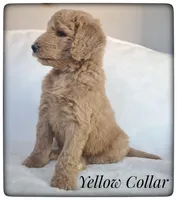 Lucy, a female Labradoodle for sale in Mission, TX – Photo 2 of 8