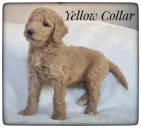 Lucy, a female Labradoodle for sale in Mission, TX – Photo 5 of 8