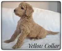 Lucy, a female Labradoodle for sale in Mission, TX – Photo 6 of 8