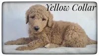 Lucy, a female Labradoodle for sale in Mission, TX – Photo 3 of 8