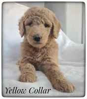 Lucy, a female Labradoodle for sale in Mission, TX – Photo 1 of 8