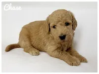 Chase, a male Labradoodle for sale in Mission, TX – 5 of 5