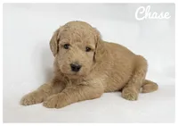 Chase, a male Labradoodle for sale in Mission, TX – 2 of 5