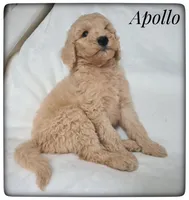 Apollo, a male Labradoodle for sale in Mission, TX – Photo 5 of 7