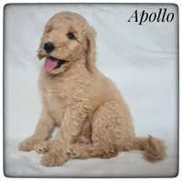 Apollo, a male Labradoodle for sale in Mission, TX – Photo 4 of 7