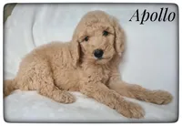 Apollo, a male Labradoodle for sale in Mission, TX – Photo 1 of 7