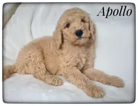 Apollo, a male Labradoodle for sale in Mission, TX – Photo 3 of 7