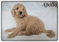Apollo, a male Labradoodle for sale in Mission, TX – Photo 2 of 7