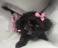 Zoey, a female Shihpoo and Shih Tzu for sale in Calumet City, IL – 3 of 4