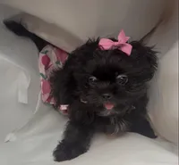 Zoey, a female Shihpoo and Shih Tzu for sale in Calumet City, IL – 2 of 4