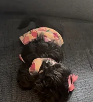 Zoey, a female Shihpoo and Shih Tzu for sale in Calumet City, IL – 4 of 4