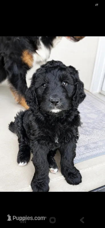 Marty – Bernedoodle puppy for sale in Grafton, WV