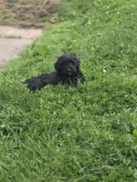 Mia, a female Bernedoodle for sale in Grafton, WV – 2 of 2