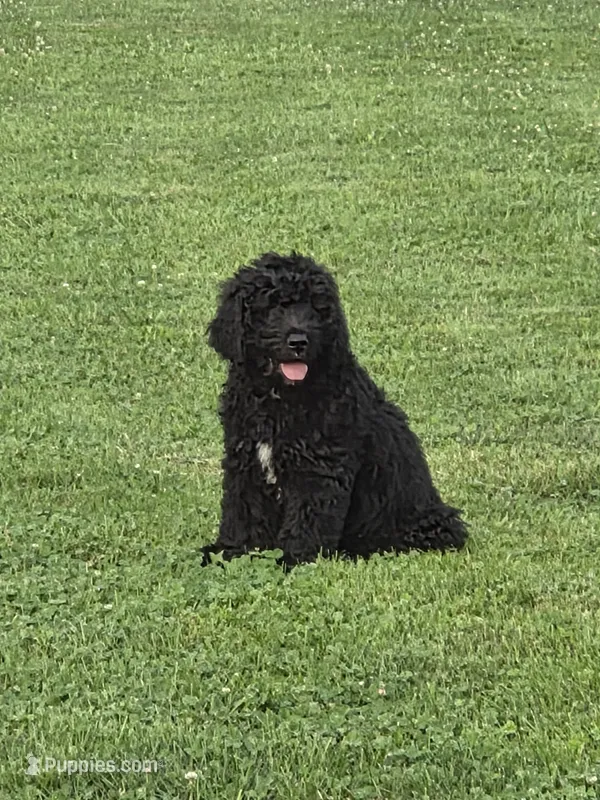 Marty – Bernedoodle puppy for sale in Grafton, WV