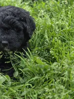 Marty, a male Bernedoodle for sale in Grafton, WV – 2 of 4