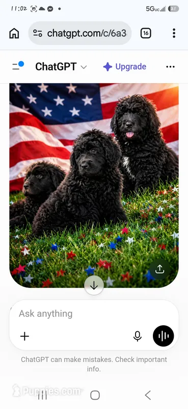 Marty – Bernedoodle puppy for sale in Grafton, WV