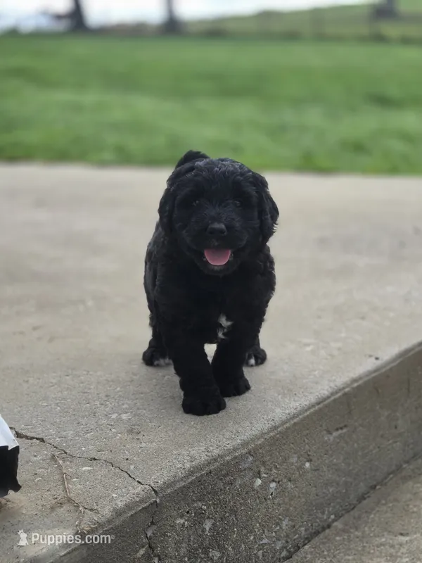 Mia – Bernedoodle puppy for sale in Grafton, WV