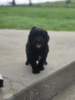 Mia, a female Bernedoodle for sale in Grafton, WV – 1 of 2