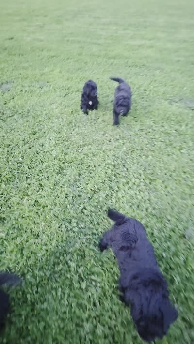 Marty, a male Bernedoodle for sale in Grafton, WV – 6 of 6
