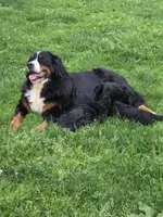 Marty, a male Bernedoodle for sale in Grafton, WV – 5 of 7