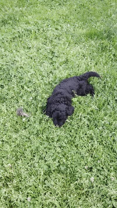 Marty, a male Bernedoodle for sale in Grafton, WV – 7 of 7