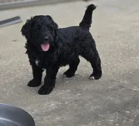 Marty, a male Bernedoodle for sale in Grafton, WV – 4 of 4