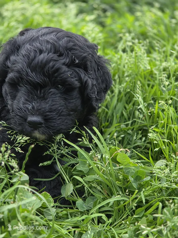 Marty – Bernedoodle puppy for sale in Grafton, WV