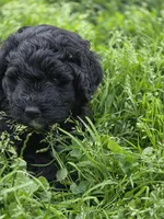 Marty, a male Bernedoodle for sale in Grafton, WV – 1 of 4