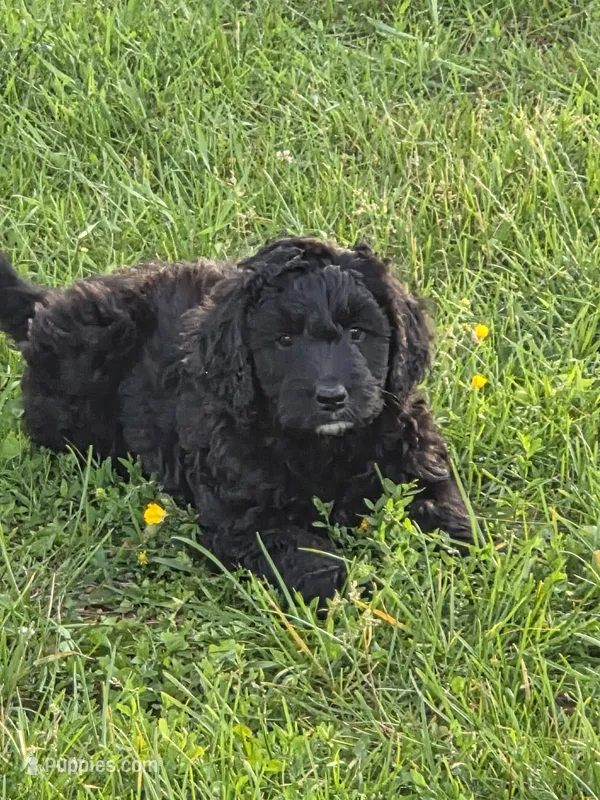 Mia – Bernedoodle puppy for sale in Grafton, WV