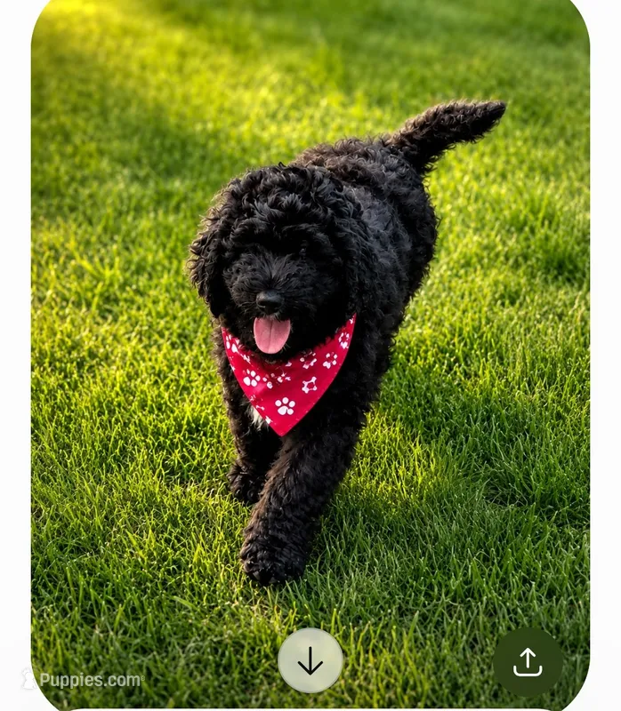 Mia – Bernedoodle puppy for sale in Grafton, WV