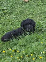 Marty, a male Bernedoodle for sale in Grafton, WV – 1 of 7