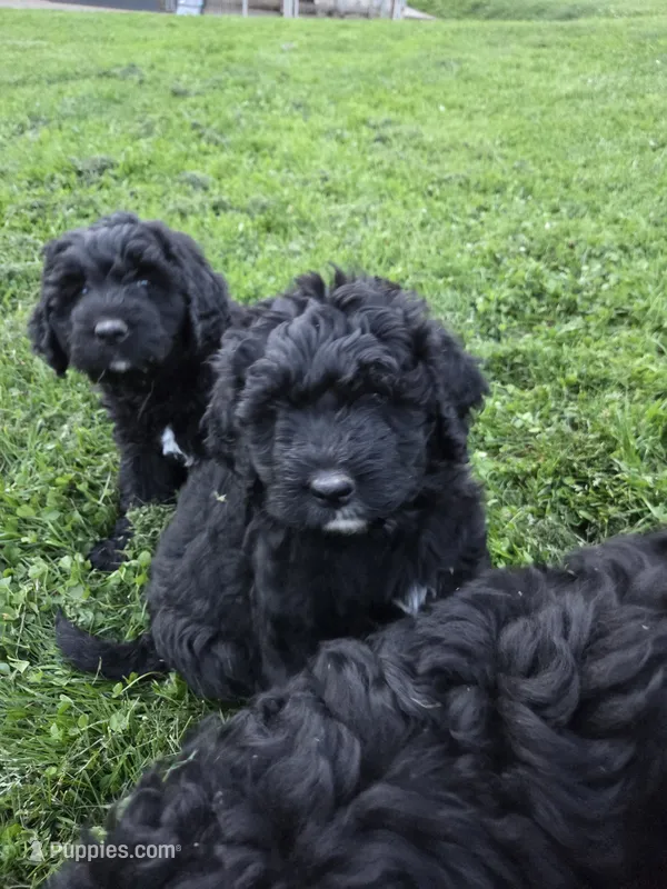 Marty – Bernedoodle puppy for sale in Grafton, WV