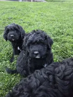 Marty, a male Bernedoodle for sale in Grafton, WV – 2 of 6