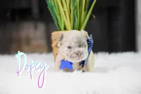 Dopey, a male French Bulldog for sale in San Antonio, TX – 2 of 2