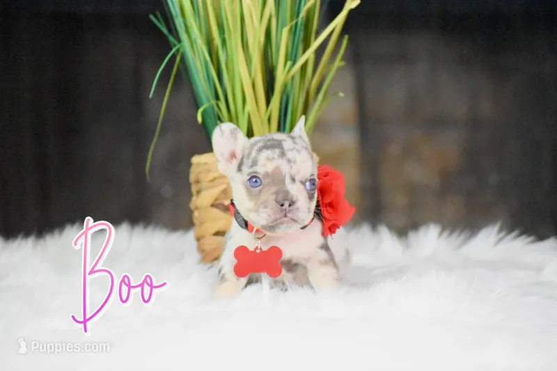 Boo – French Bulldog puppy for sale in San Antonio, TX