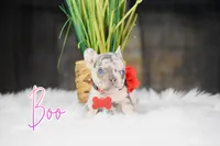 Boo, a female French Bulldog for sale in San Antonio, TX – 1 of 3